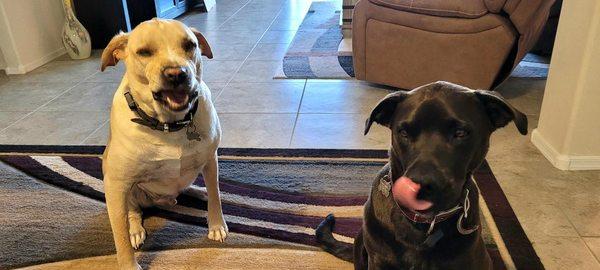 Cooper & Sadie buy their med's @ COSTCO TEMPE