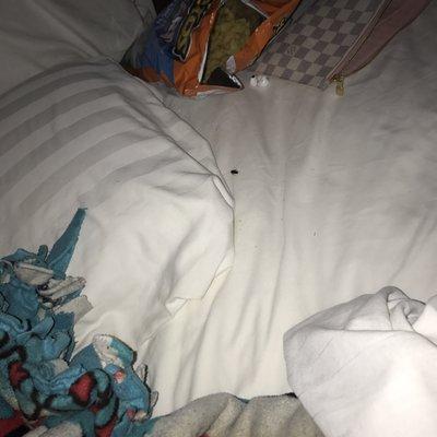 Howard Johnson Express