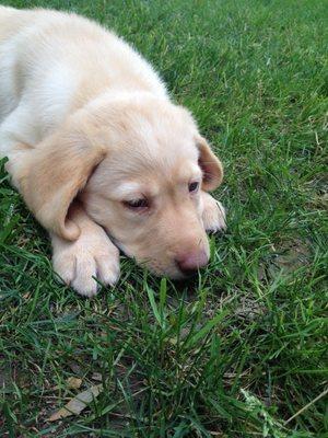 Leydecker Road Cazenovia Creek Access Trail
