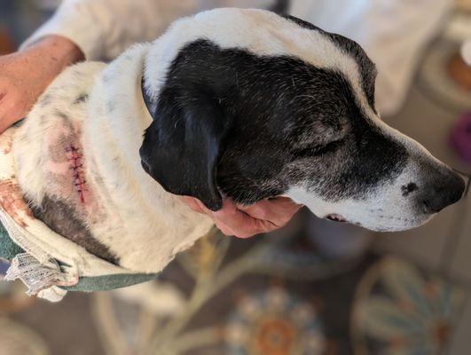 Stitches in my dog's shoulder after being attacked by the owner's Cane Corsos.