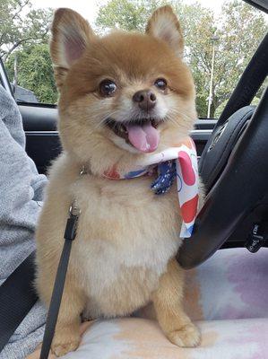 Groomed Pomeranian