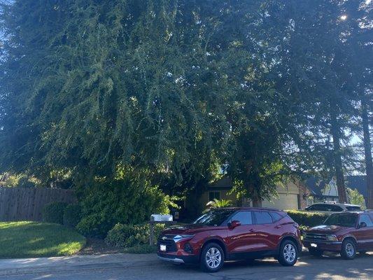 Before -2 large trees