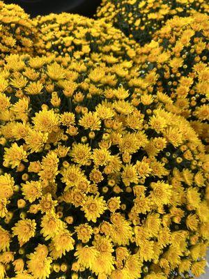 Pinters Plants & Produce