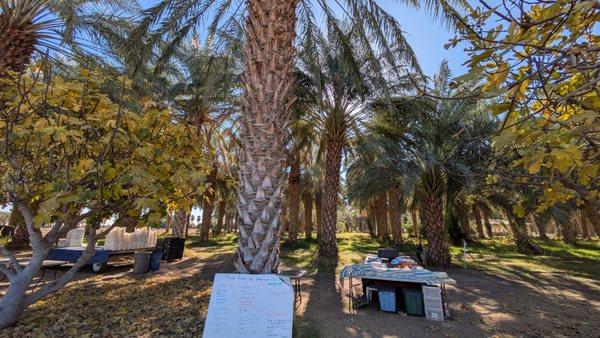 Fresh Dates By Anderson