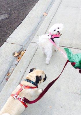 Peace Love and Walks