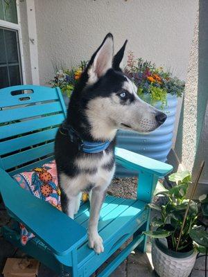 Ears Animal Rescue Sanctuary