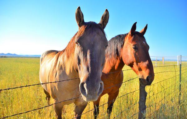 Carl Mazur Photography & Art