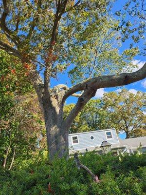 Mario's Tree Service