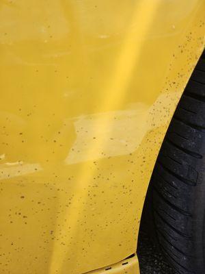 Tidal Wave Auto Spa - Ocean Springs