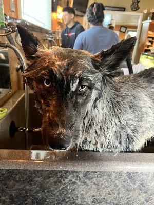 Mutt Puddles Dog Wash