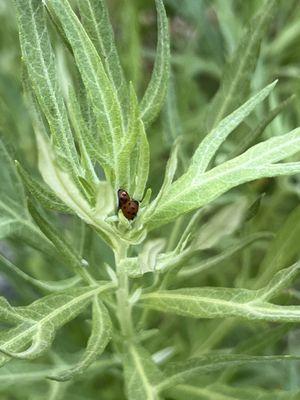 Buckeye Flat Campground