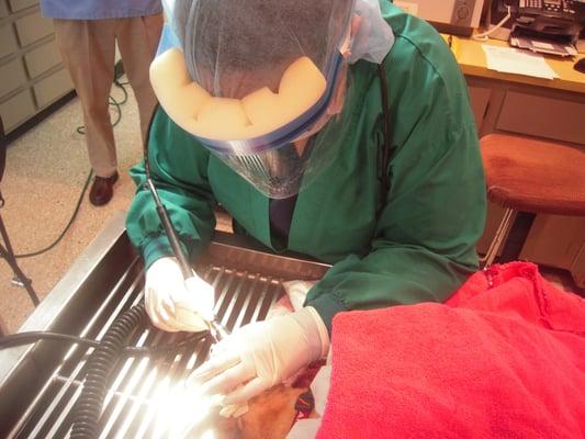 HAVE YOU HAD YOUR ANIMALS TEETH CLEANED LATELY ?????????BELL ANIMAL AND BIRD HOSPITAL CANGET YOU IN TO SEE US TODAY 602-978-4331