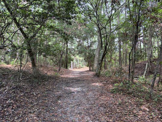 Wooded trail