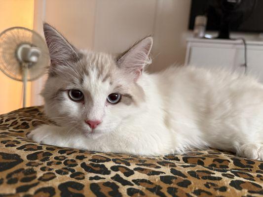 Evans Patricia A DVM