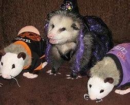 Collings Lakes Elementary School