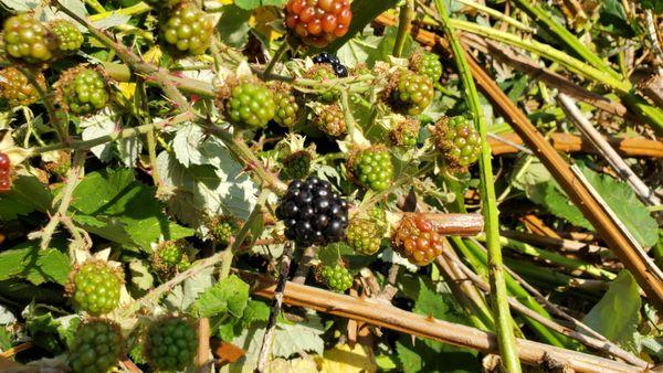 Neat & Tidy Landscaping