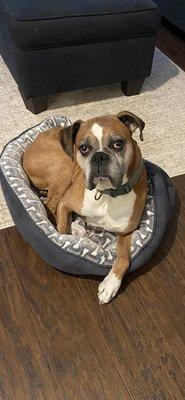 Kingston Animal Hospital