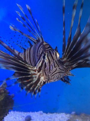 Lion fish