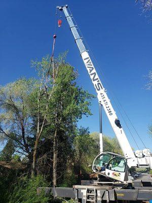 Timber Ridge Tree Service