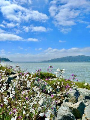 Such a gorgeous waterfront trail!