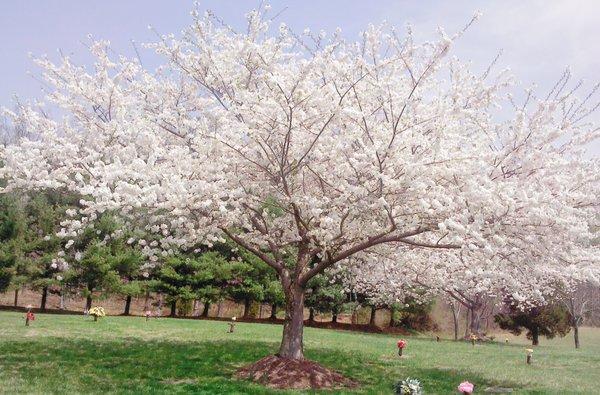 Bright View Cemetery