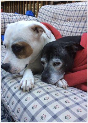 Asta Raymond G Dvm Pet House Calls