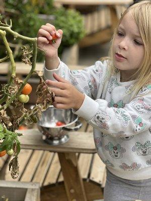 The Local Preschool in Mar Vista