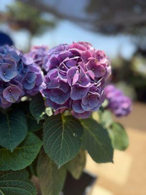 Green Planet Scapes of Austin