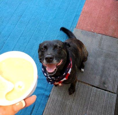 Mmm..puppy icecream on a hot day!