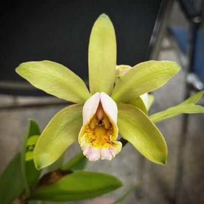 Cattleya Luteous Forb. Got it at the California Sierra Nevada Judging Center event.