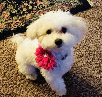 Love On A Leash Dog Grooming Salon