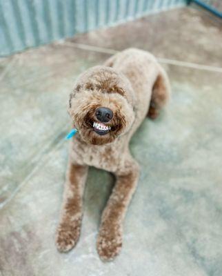 Yappy Hour Pet Resort Groom and Board