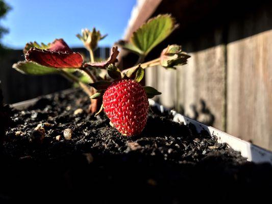 Cosman's Urban Farming