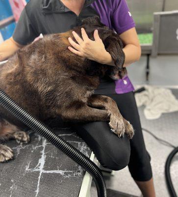 Pedal To The Paw Dog Spa