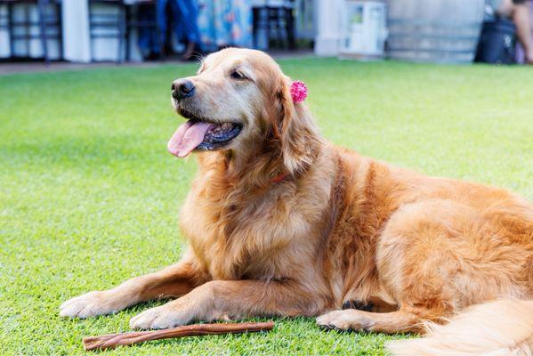 New Breeze Dog Salon