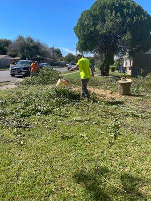 Good Seed Lawn & Trees