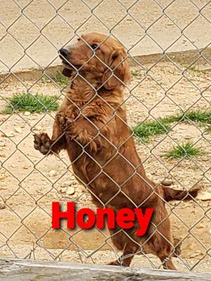 Deb's Dachshund Ranch