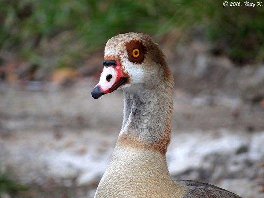 I had no idea I could find such a rare goose as an Egyptian Goose, in Miami Springs!