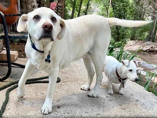 Away Home & Pet Care