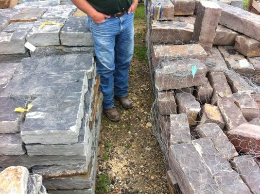 Oklahoma blue, with maroon chop