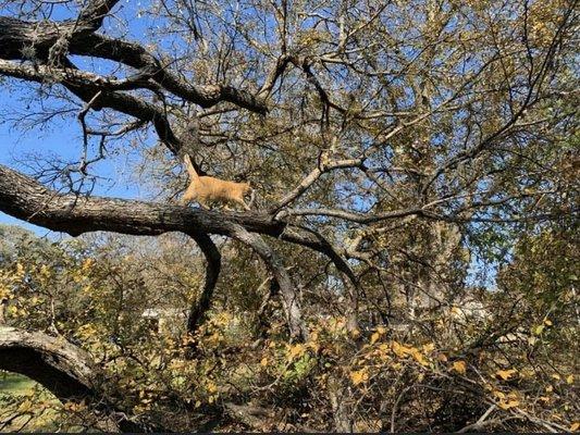 Dandy Lion Cat Specialist