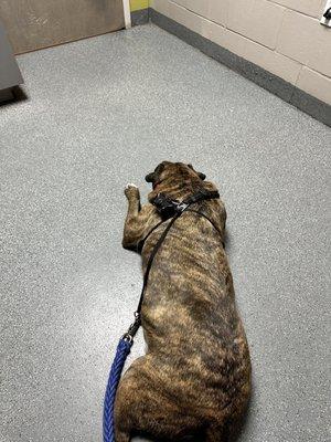 Clay County Humane Society
