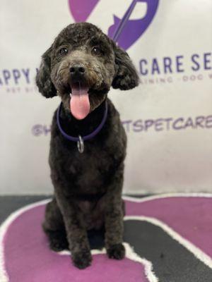 Happy Hearts Pet Care