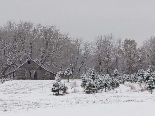 Zumbro Valley Christmas Trees