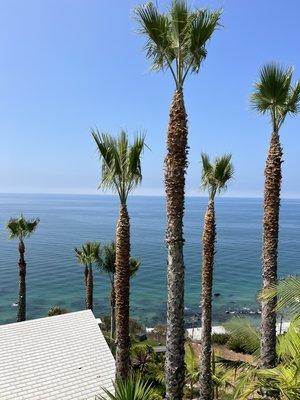 Acevedo Tree Service