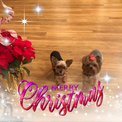 Grooming Avenue Pet Salon