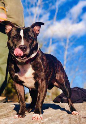 Working Dog Home Inspection