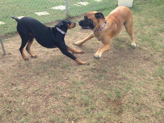 Pine Street Kamp K-9 Pet Resort and Day Spa