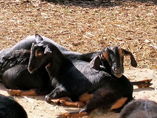 Willapa Bay Heritage Farm