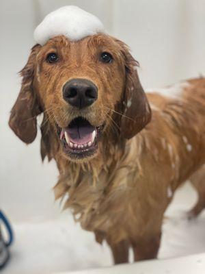 Pet Styling by Sherry